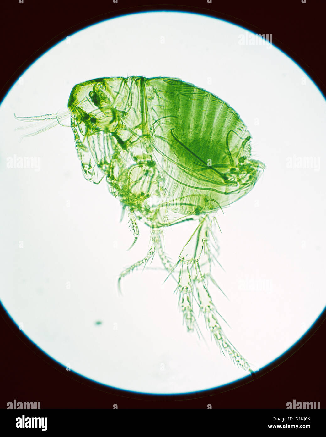 STICKTIGHT FLEA, TROPICAL HEN FLEA, SOUTHERN CHICKEN FLEA (ECHIDNOPHAGA