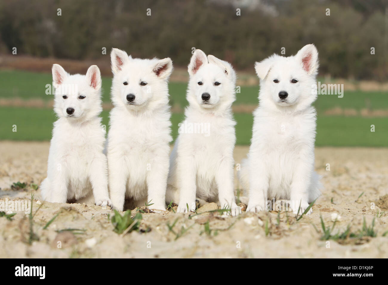 German shepherd puppies hi-res stock photography and images - Alamy