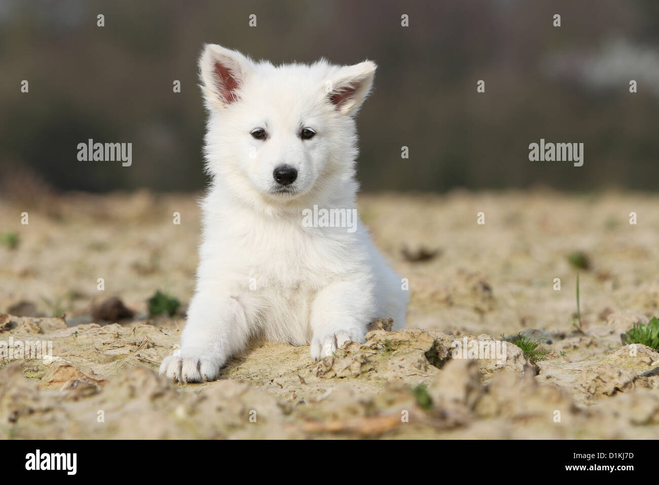 Short Haired German Shepherd Lying Stock Photos Short Haired
