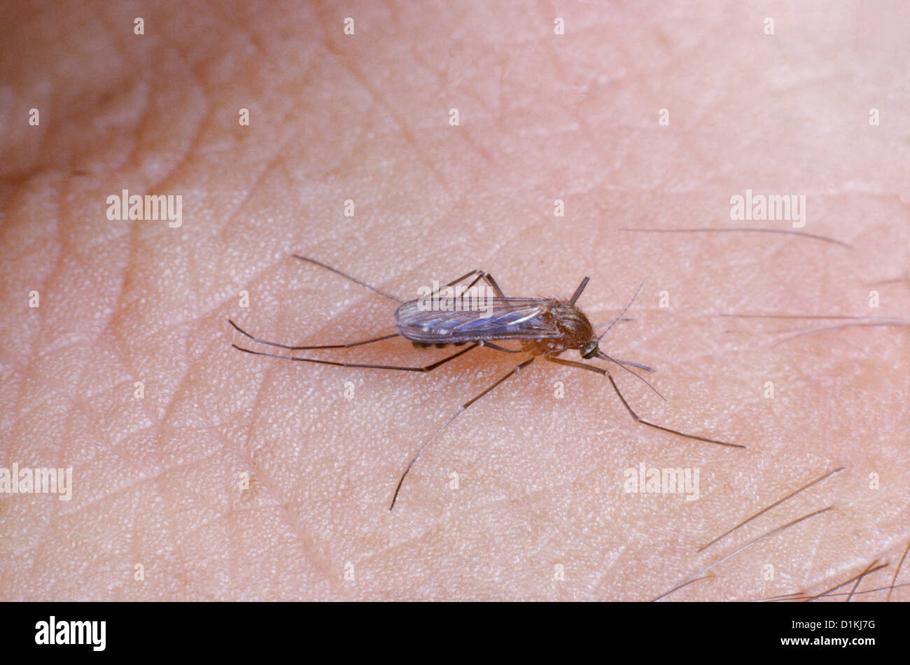 HOUSE MOSQUITO (CULEX PIPIENS) FEMALE ON HUMAN SKIN; VECTOR FOR HUMAN DISEASES / STUDIO Stock Photo