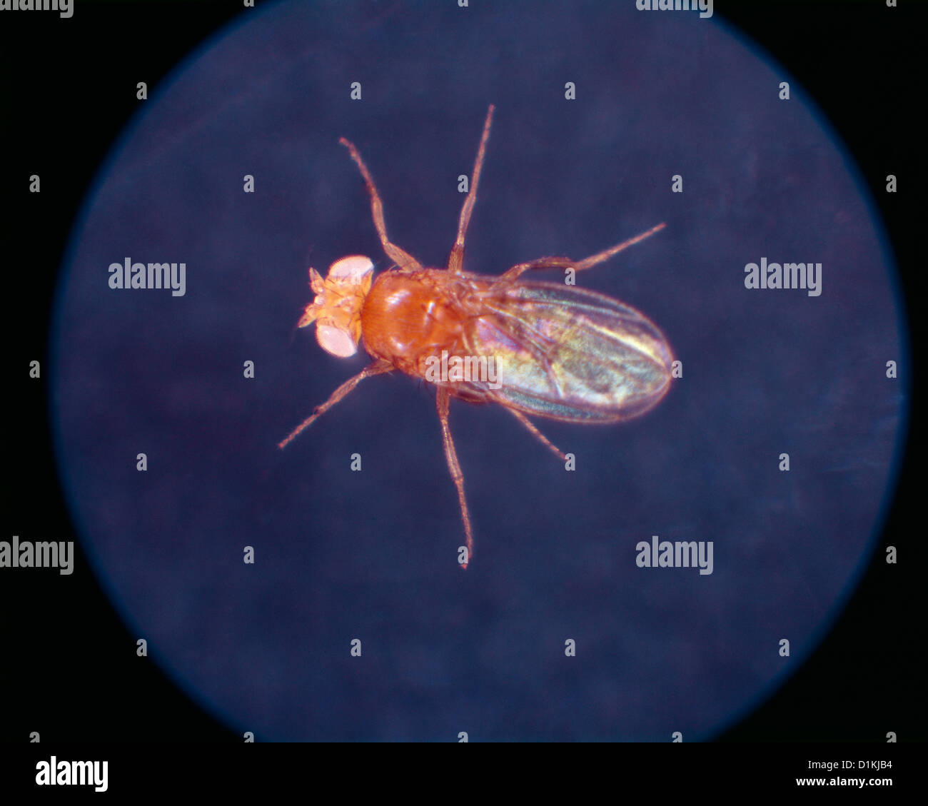 Vinegar fly white hires stock photography and images Alamy