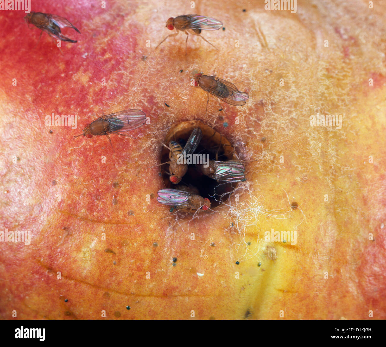 FRUIT FLY OR VINEGAR FLY (DROSOPHILA MELANOGASTER) ADULTS ON PUNCTURED ...