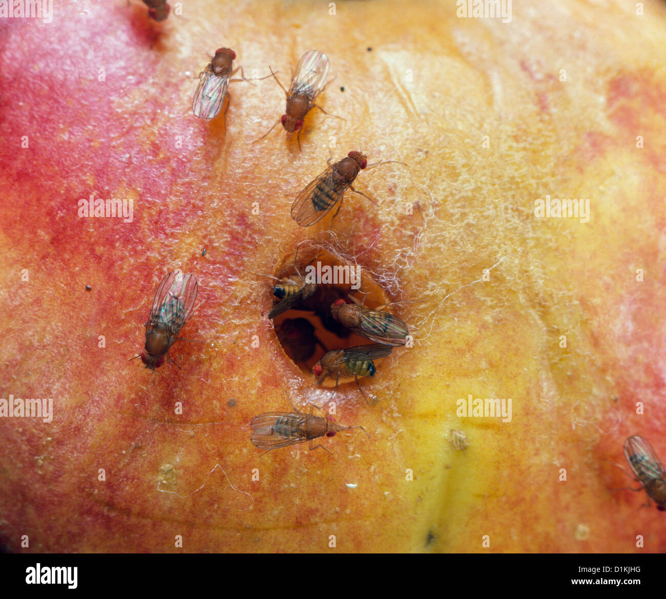 FRUIT FLY OR VINEGAR FLY (DROSOPHILA MELANOGASTER) ADULTS ON PUNCTURED APPLE; PEST AROUND FRUITS AND HOUSEHOLD / STUDIO Stock Photo