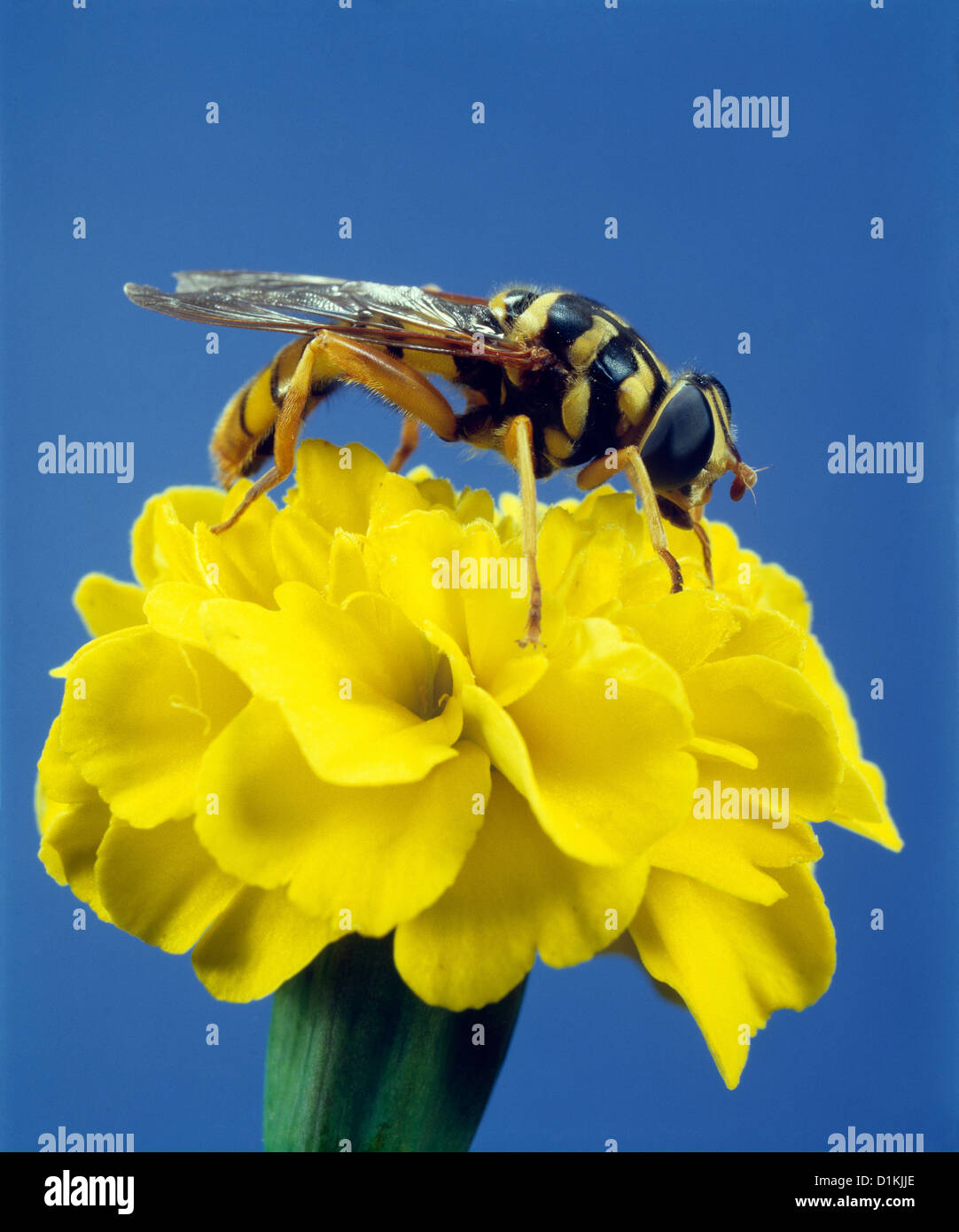SYRPHID FLY, FLOWER FLY OR HOVERFLY (MILESIA VIRGINIENSIS) ADULT ON MARIGOLD / STUDIO Stock Photo