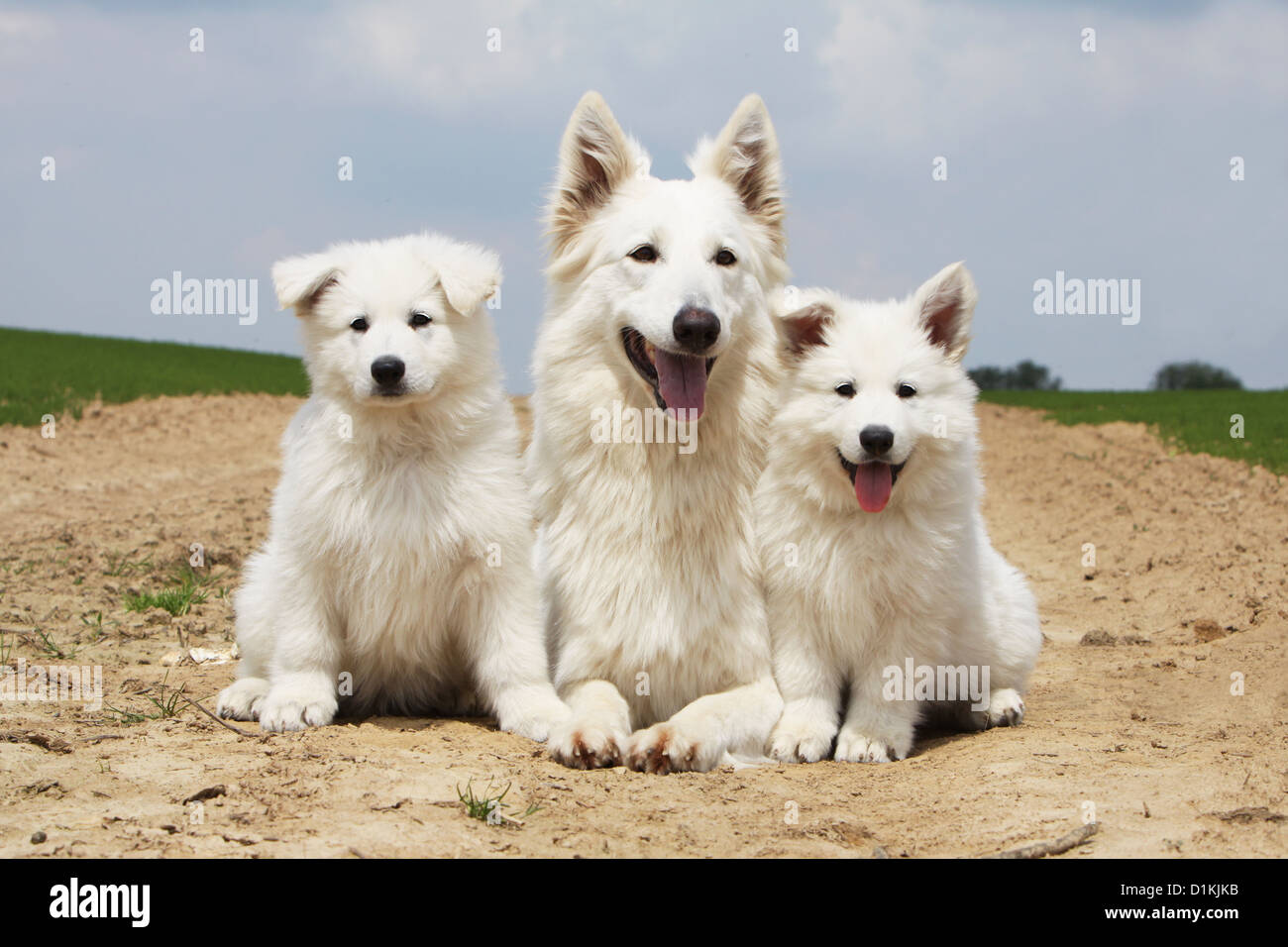 German shepherd puppies hi-res stock photography and images - Alamy