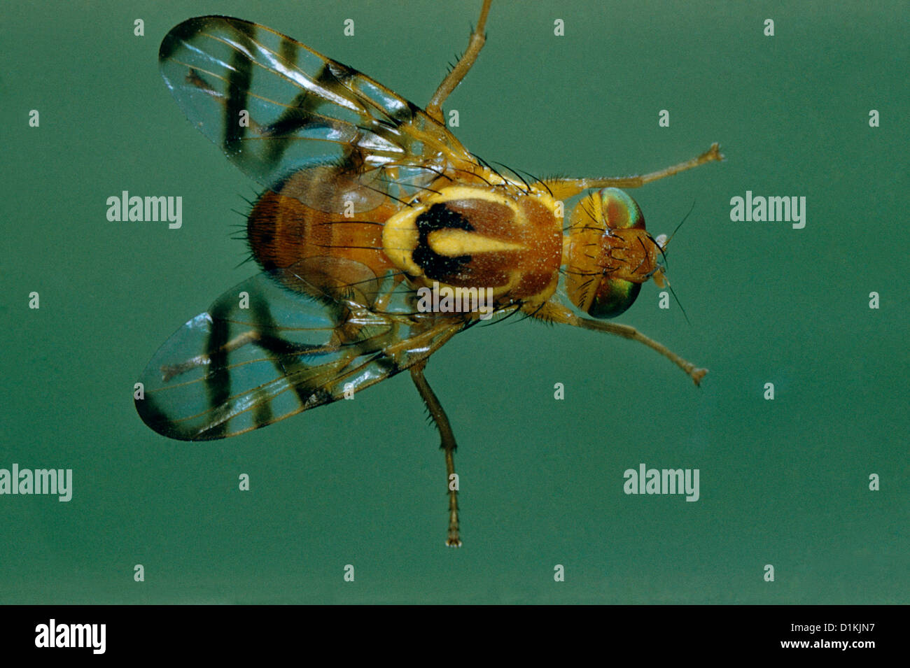 PEPPER MAGGOT FLY (ZONOSEMATA ELECTA) ADULT FLY DESTRUCTIVE TO PEPPERS