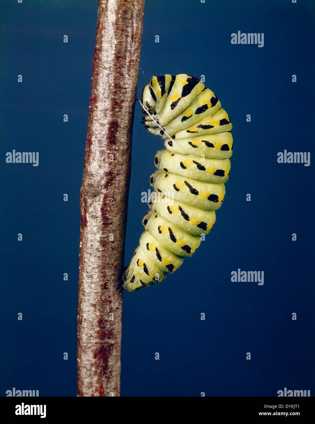 EASTERN BLACK SWALLOWTAIL BUTTERFLY; (PAPILIO POLYXENES)(PAPILIO POLYXENES-ASTERIUS) LARVA FEEDING ON TWIG Stock Photo