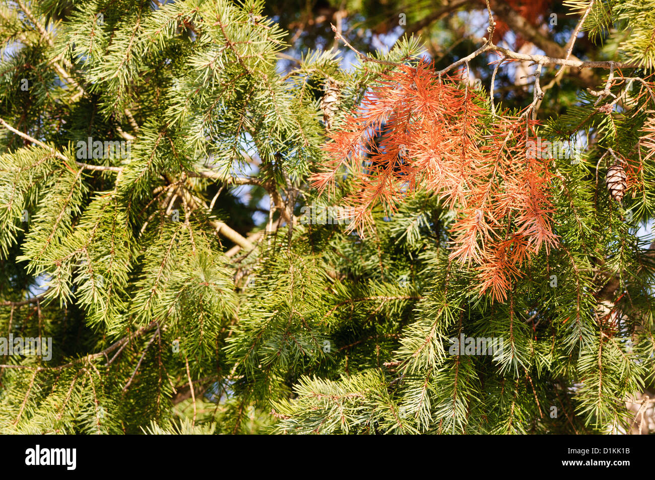 Beautiful tree branch green hi-res stock photography and images - Alamy