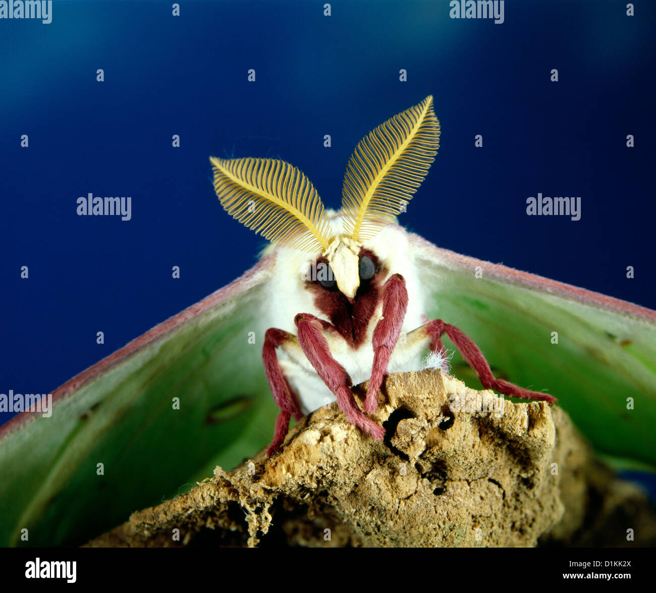 LUNA MOTH (ACTIAS LUNA) BEAUTIFUL ADULT WITH COMPOUND EYES, LEGS, WINGS