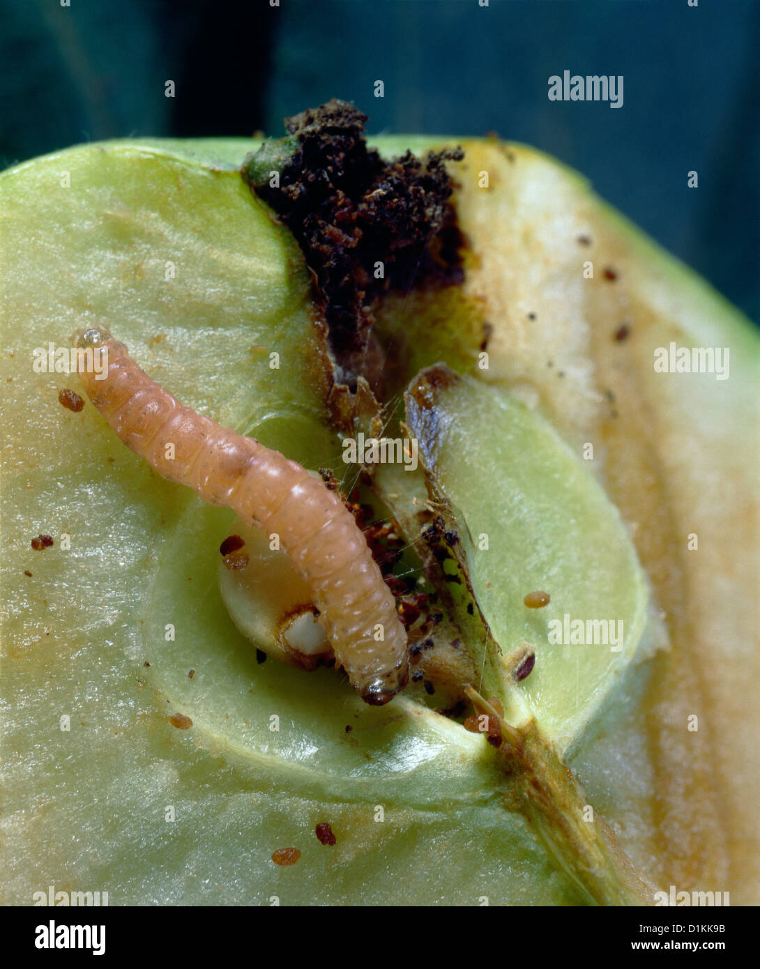 Carpocapsa CODLING MOTH LARVA (CARPOCAPSA SP./CYDIA POMONELLA) ENTERED CALYX OF ...