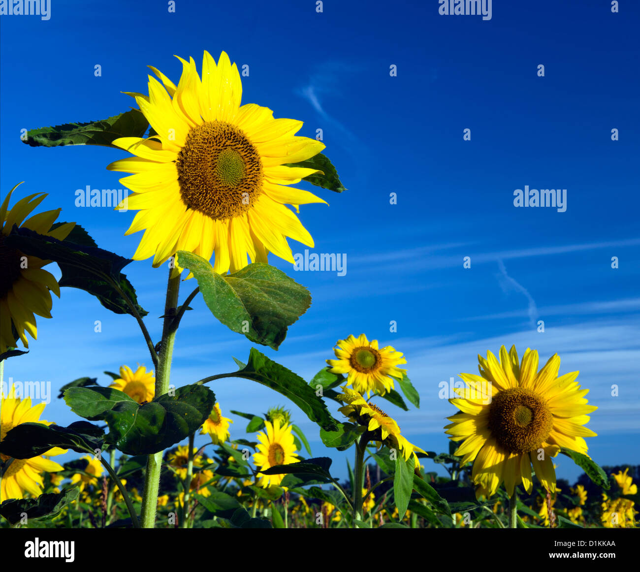 Sunflower (Helianthus annuus) is an annual plant native to the Americas. Stock Photo