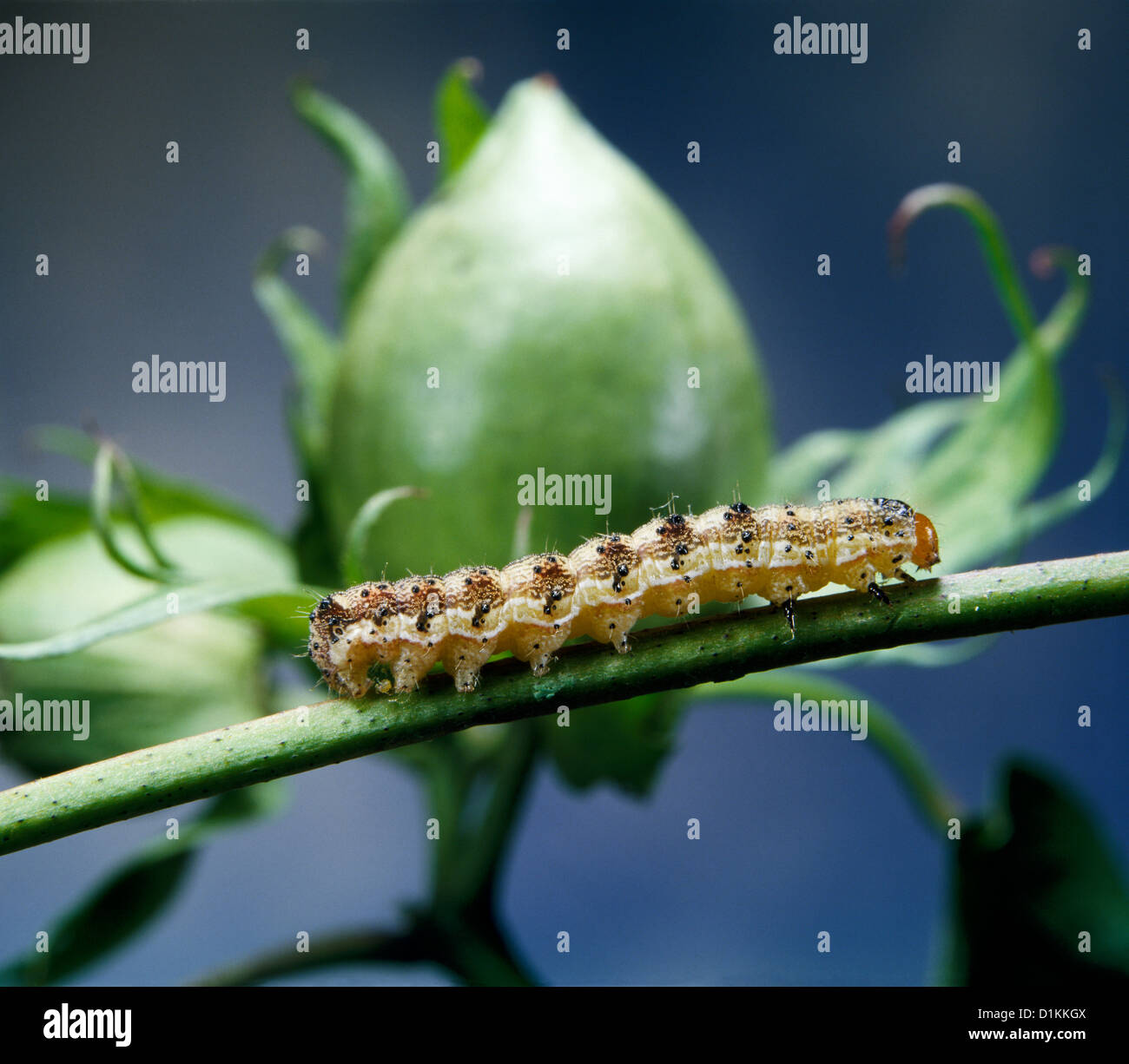 TOBACCO BUDWORM, CORN EARWORM, TOMATO FRUITWORM, COTTON BOLLWORM OR