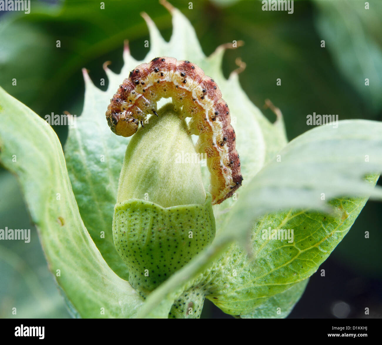 TOBACCO BUDWORM, CORN EARWORM, TOMATO FRUITWORM, COTTON BOLLWORM OR SOYBEAN PODWORM (HELIOTHIS