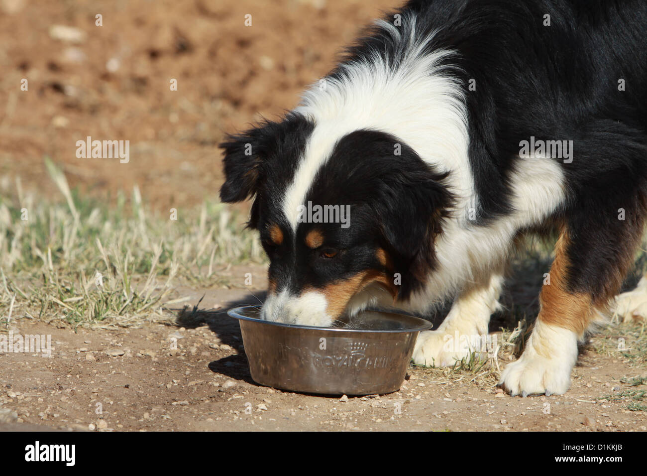 dog Australian Shepherd eat in his bowl Stock Photo Alamy