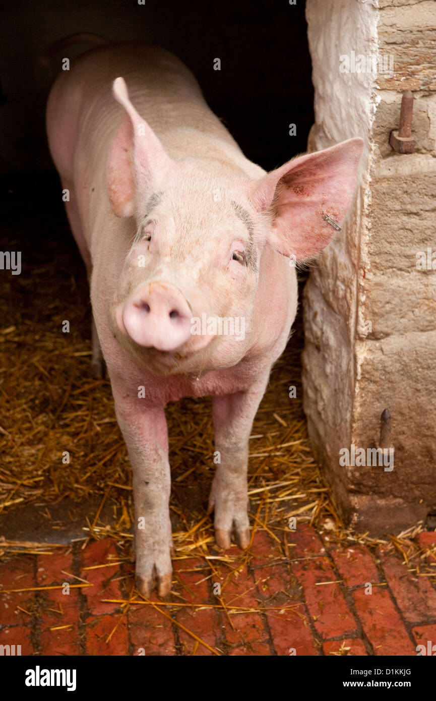 Pink pig in pig sty at Beamish Museum. County Durham, England Stock Photo