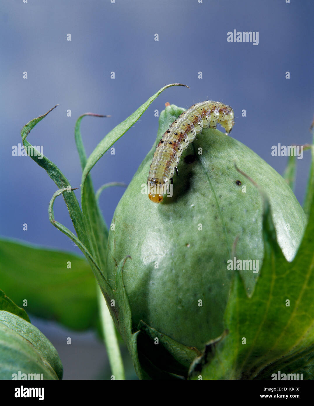 TOBACCO BUDWORM, CORN EARWORM, TOMATO FRUITWORM, COTTON BOLLWORM OR