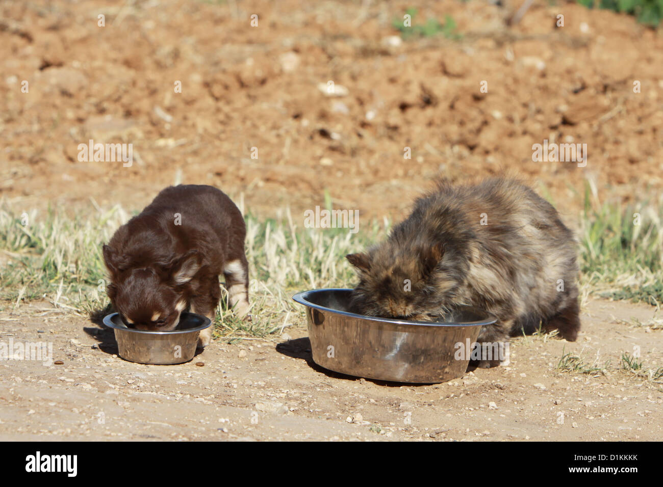 Dogs cats eating hires stock photography and images Alamy