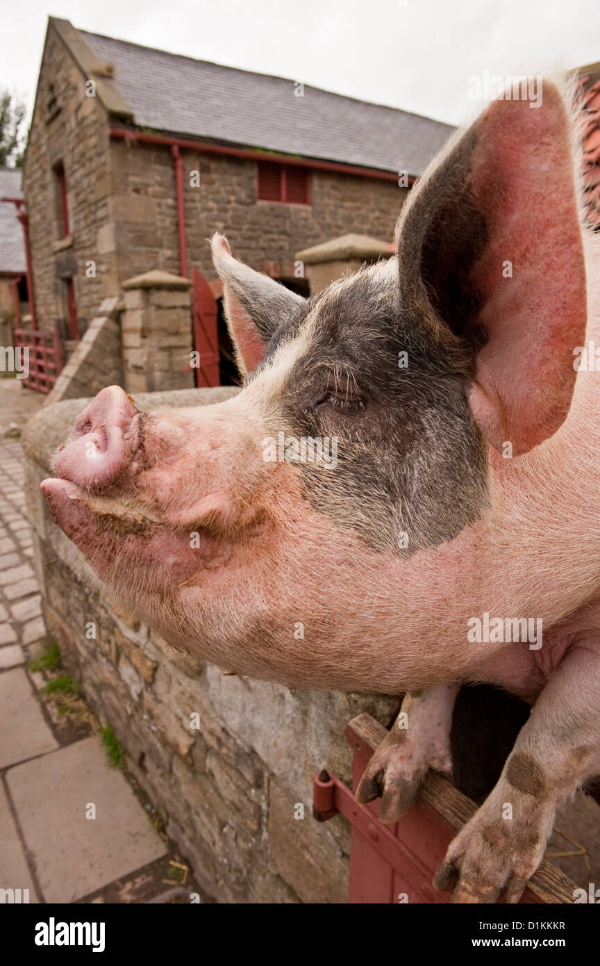 Smiling face of Gloucestershire Old Spot pig. Beamish Museum, County Durham Stock Photo