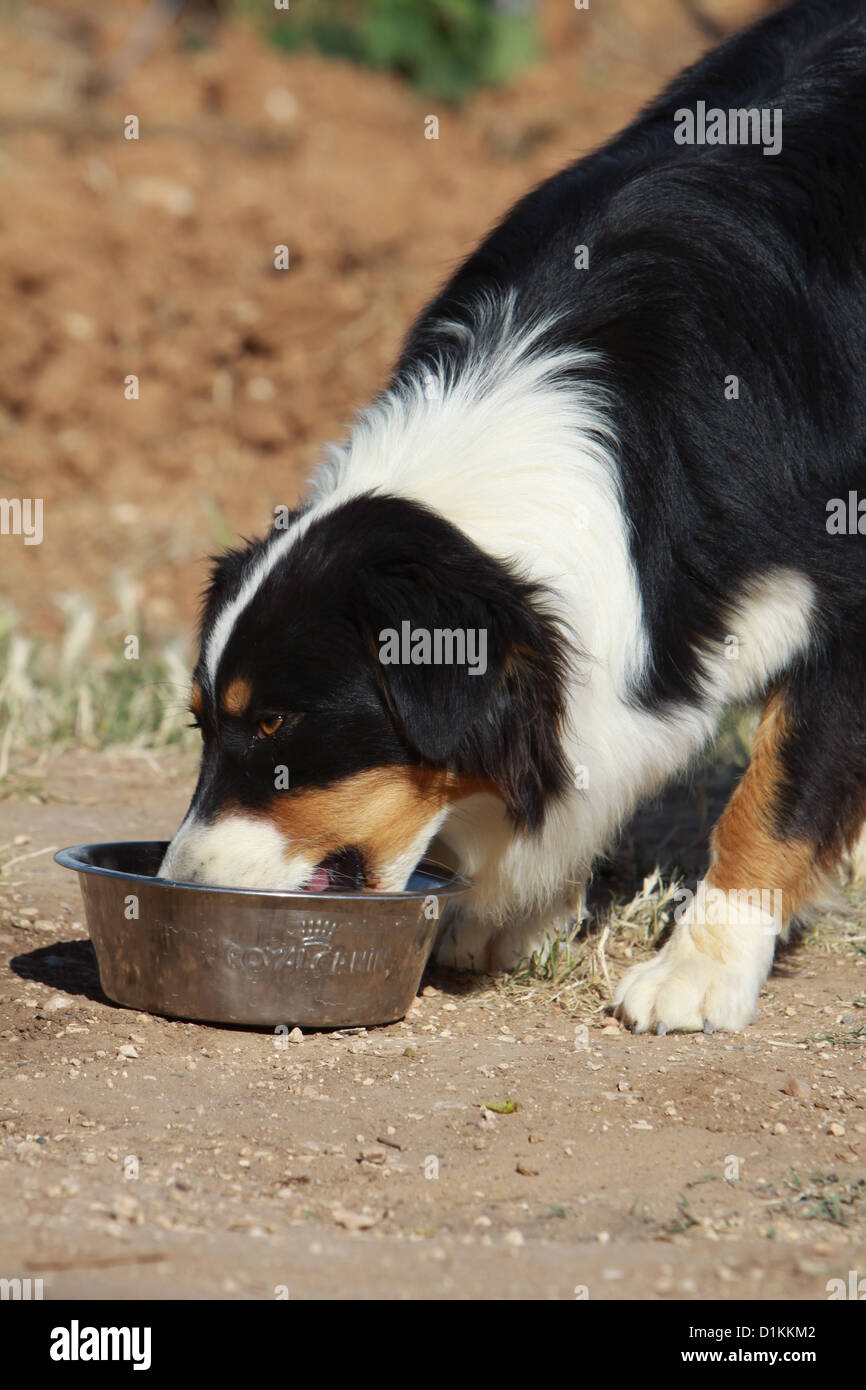 what to feed a australian shepherd