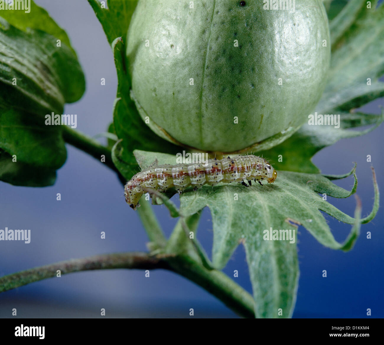 TOBACCO BUDWORM, CORN EARWORM, TOMATO FRUITWORM, COTTON BOLLWORM OR SOYBEAN PODWORM (HELIOTHIS VIRESCENS) LARVA ON COTTON LEAF Stock Photo