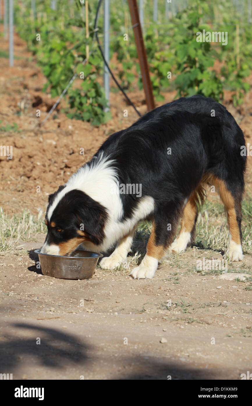 dog Australian Shepherd eat in his bowl Stock Photo Alamy