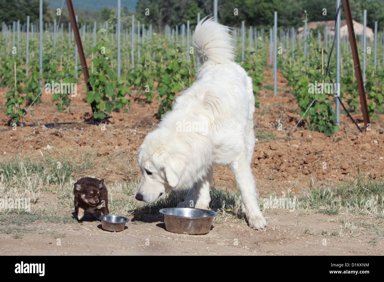 What Does A Sheep Dog Eat