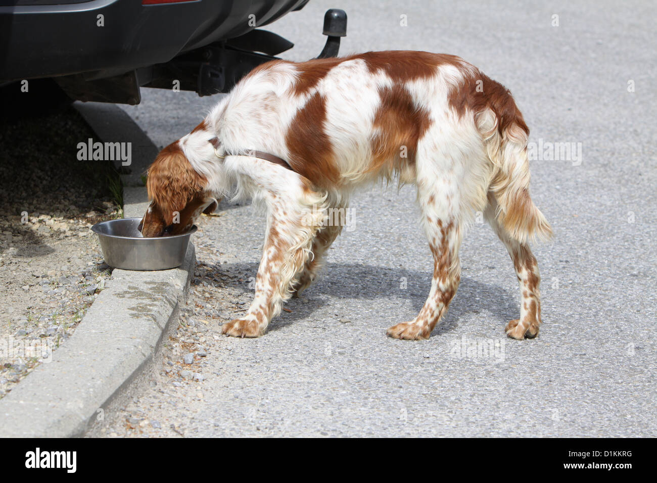 dog Brittany drinks at roadside Stock Photo