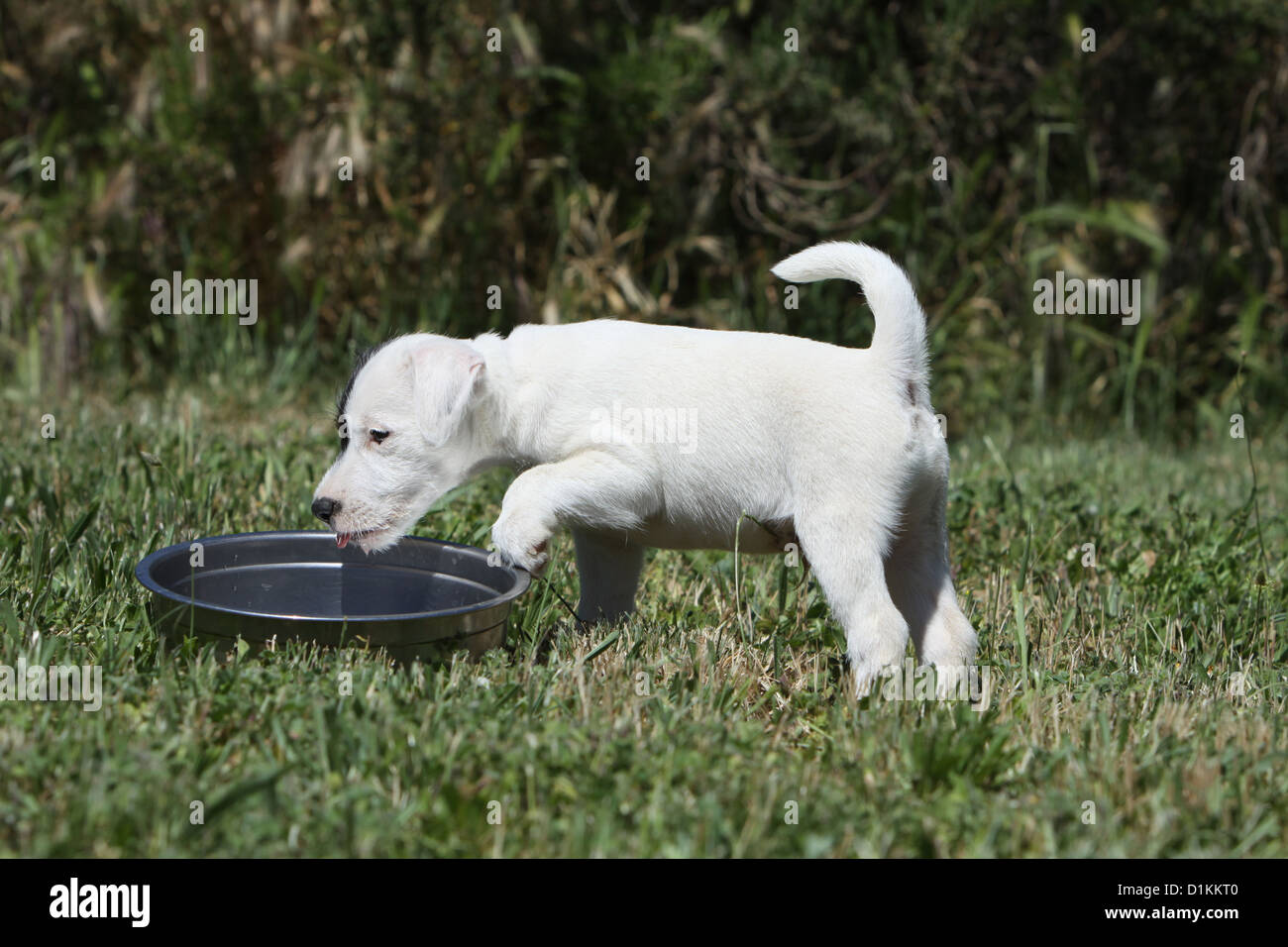 dog Parson Russell Terrier puppy eat in his bowl Stock Photo Alamy