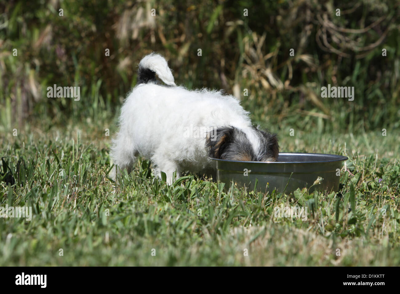 dog Parson Russell Terrier puppy eat in his bowl Stock Photo Alamy