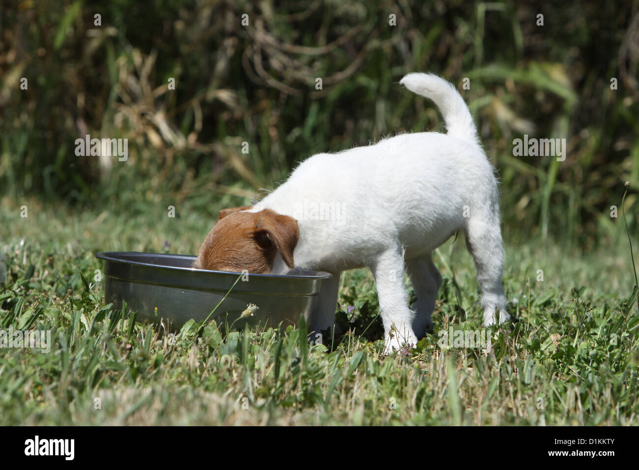 dog Parson Russell Terrier puppy eat in his bowl Stock Photo Alamy