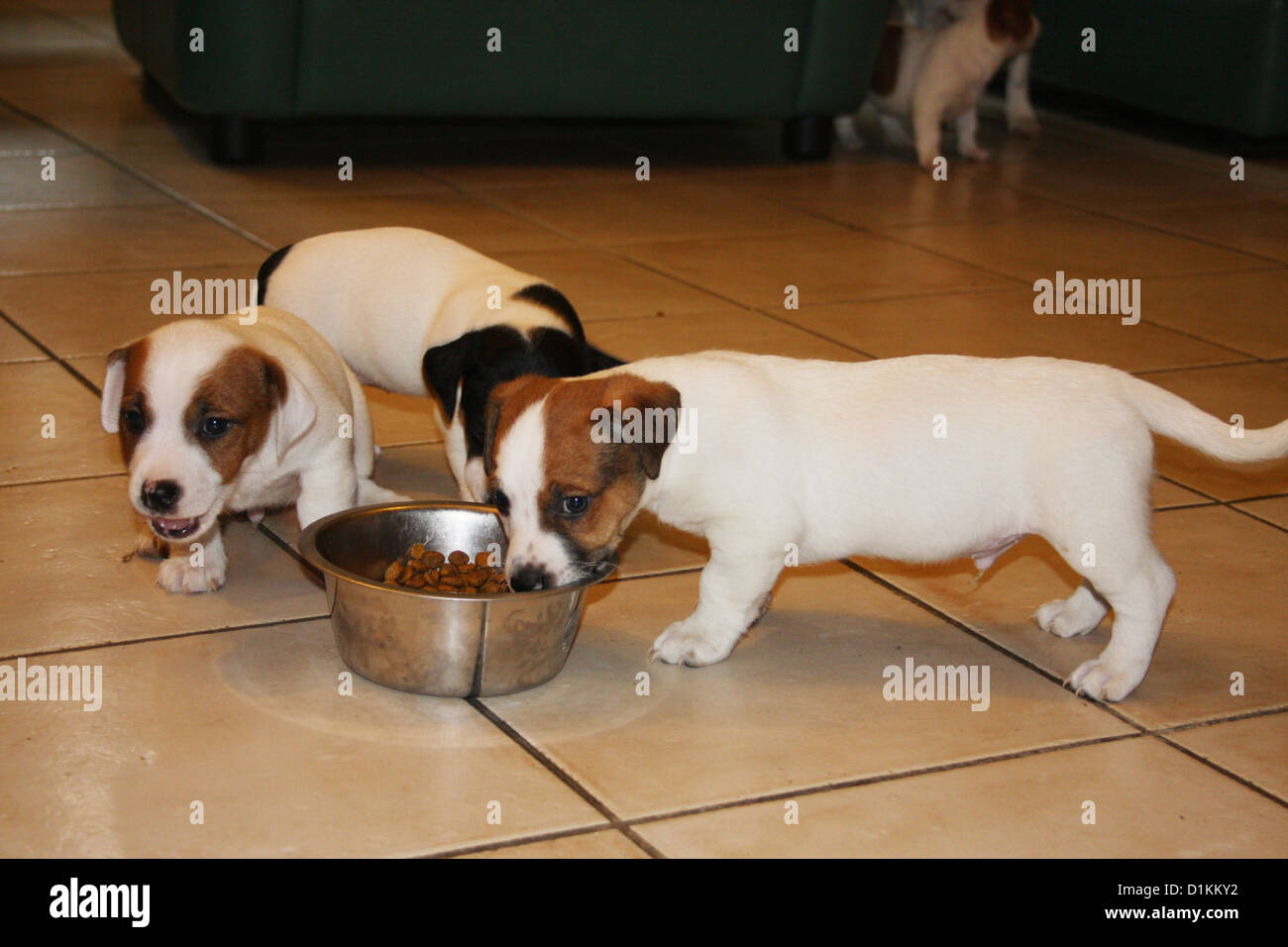 dog Jack Russel Puppies eat in their bowl Stock Photo Alamy
