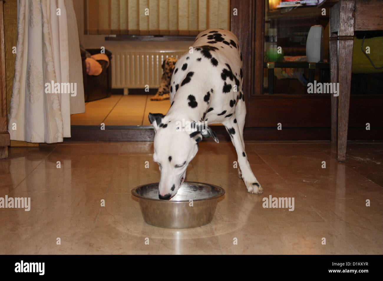 dog Dalmatian eat in a bowl Stock Photo Alamy