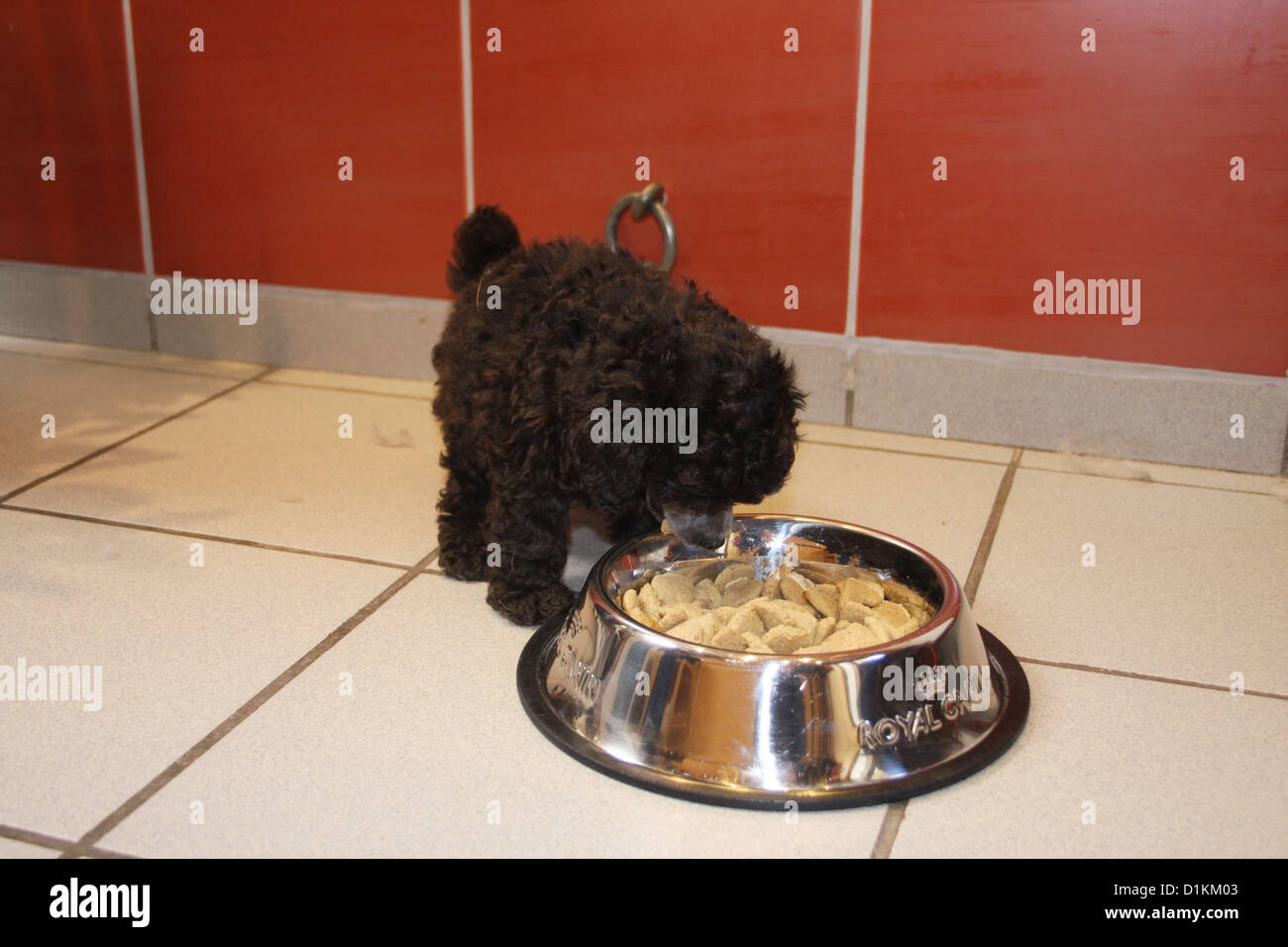 dog Poodle puppy eat in his bowl Stock Photo Alamy