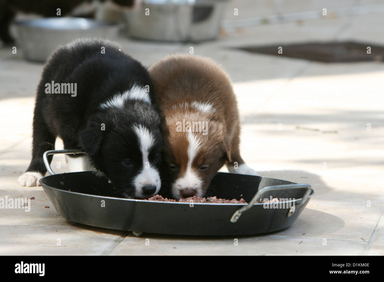 Border collie puppy clearance diet