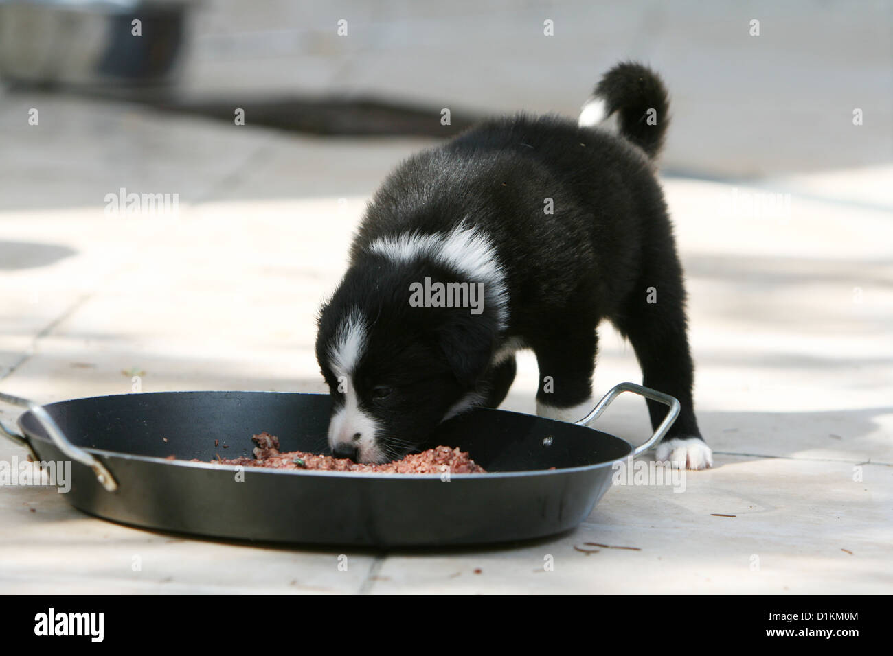 dog Border collie puppy eat in his bowl Stock Photo Alamy