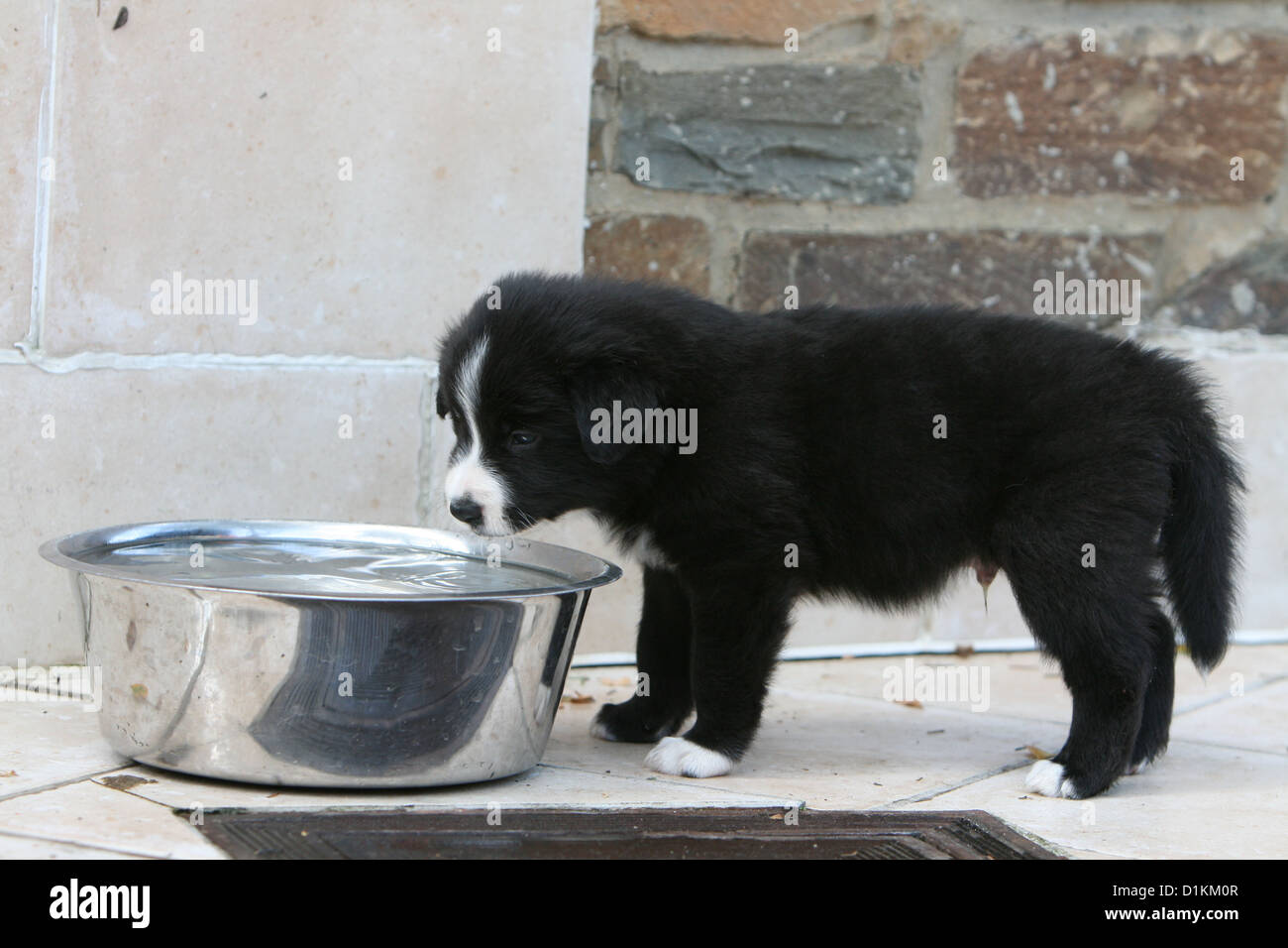 dog Border Collie puppy drink in his bowl Stock Photo