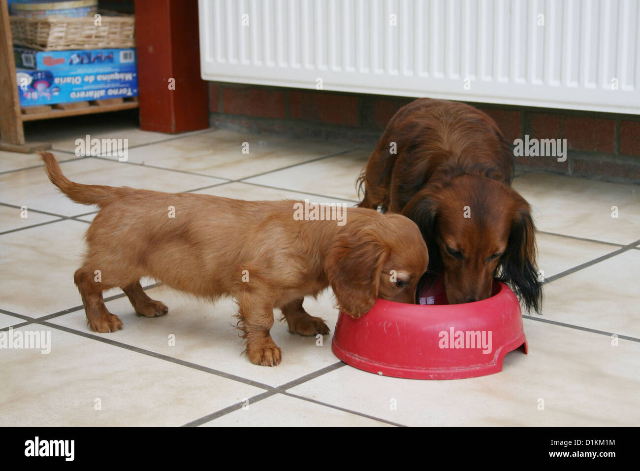 dog eat in his bowl Stock Photo Alamy