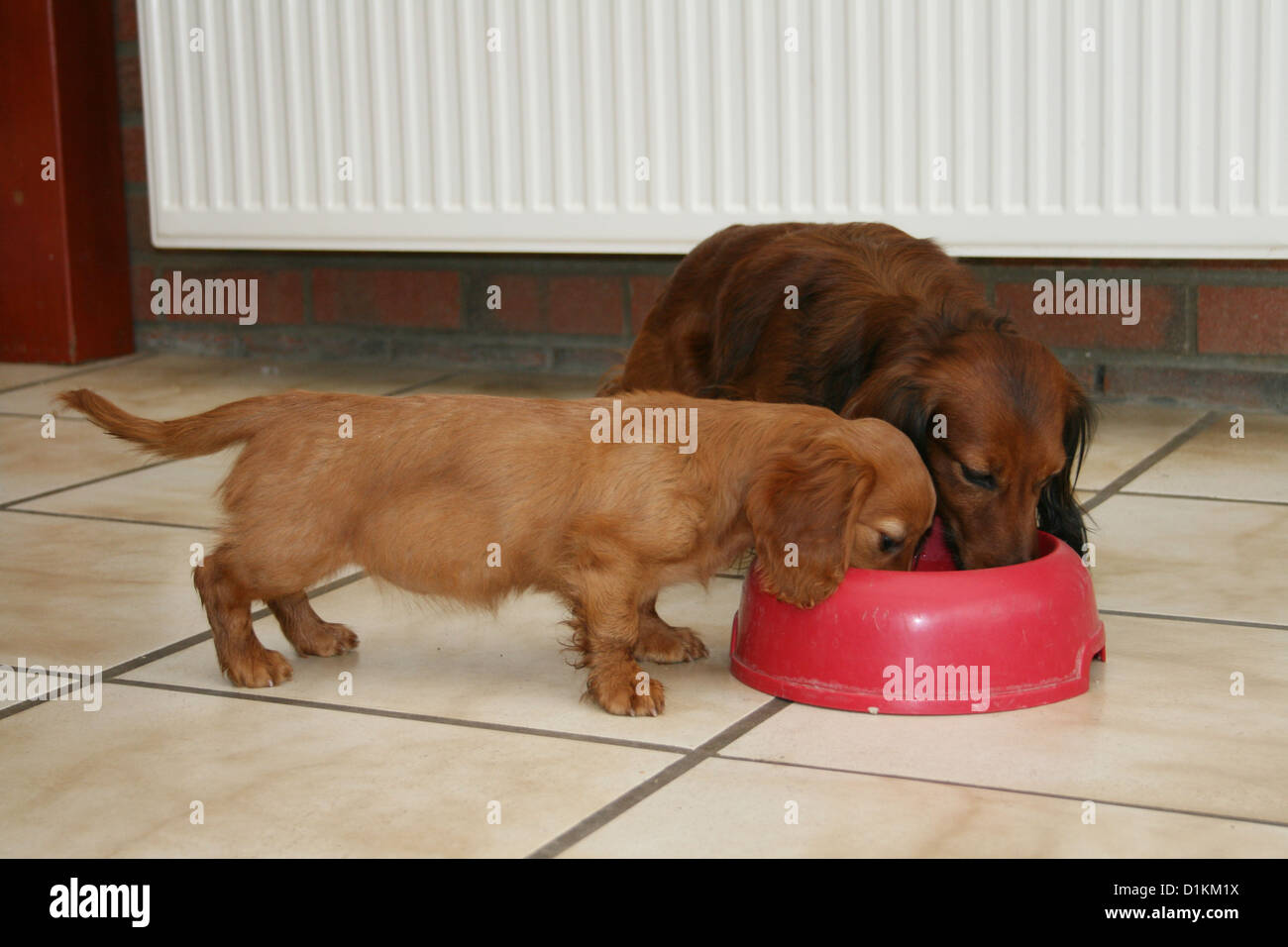 dog two Dachshund adult and puppy eat in his bowl Stock Photo Alamy