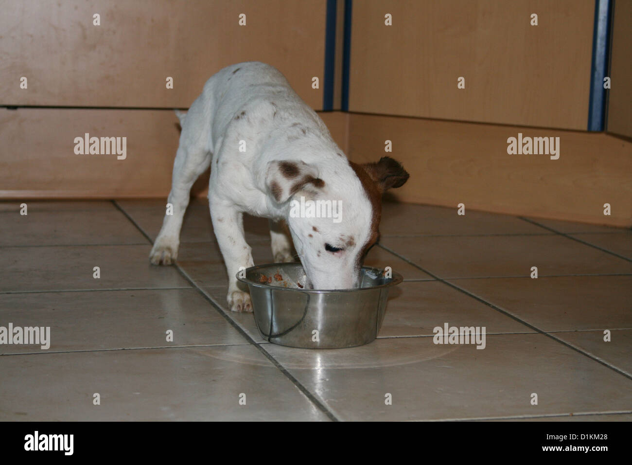 dog jack russel terrier eat in his bowl Stock Photo Alamy