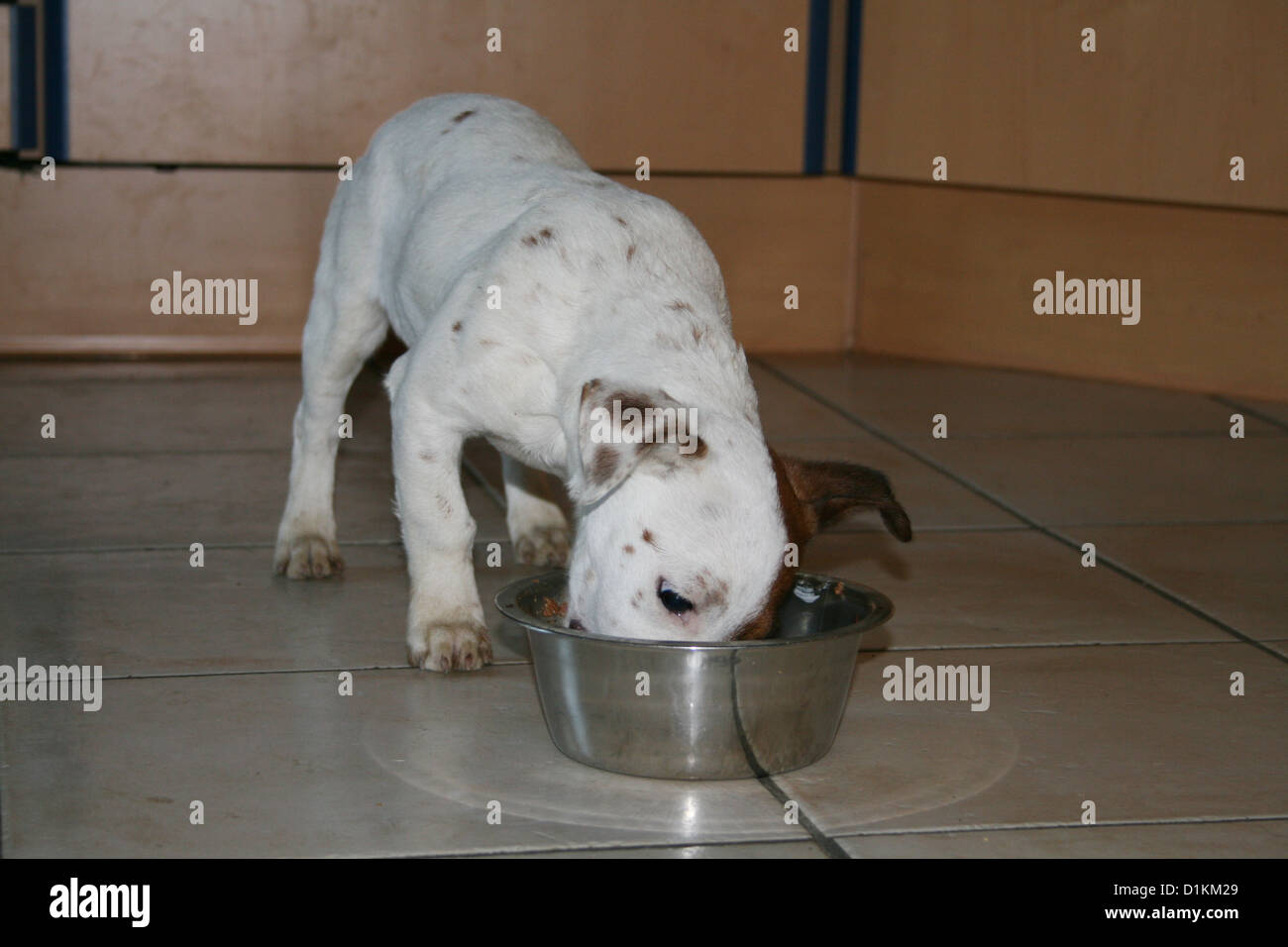 dog Jack Russel Terrier eat in his bowl Stock Photo Alamy