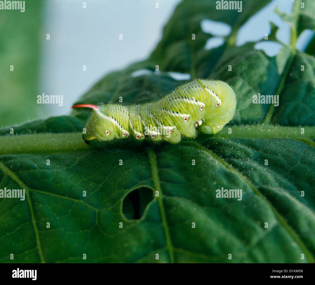 TOBACCO HORNWORM, TOBACCO 