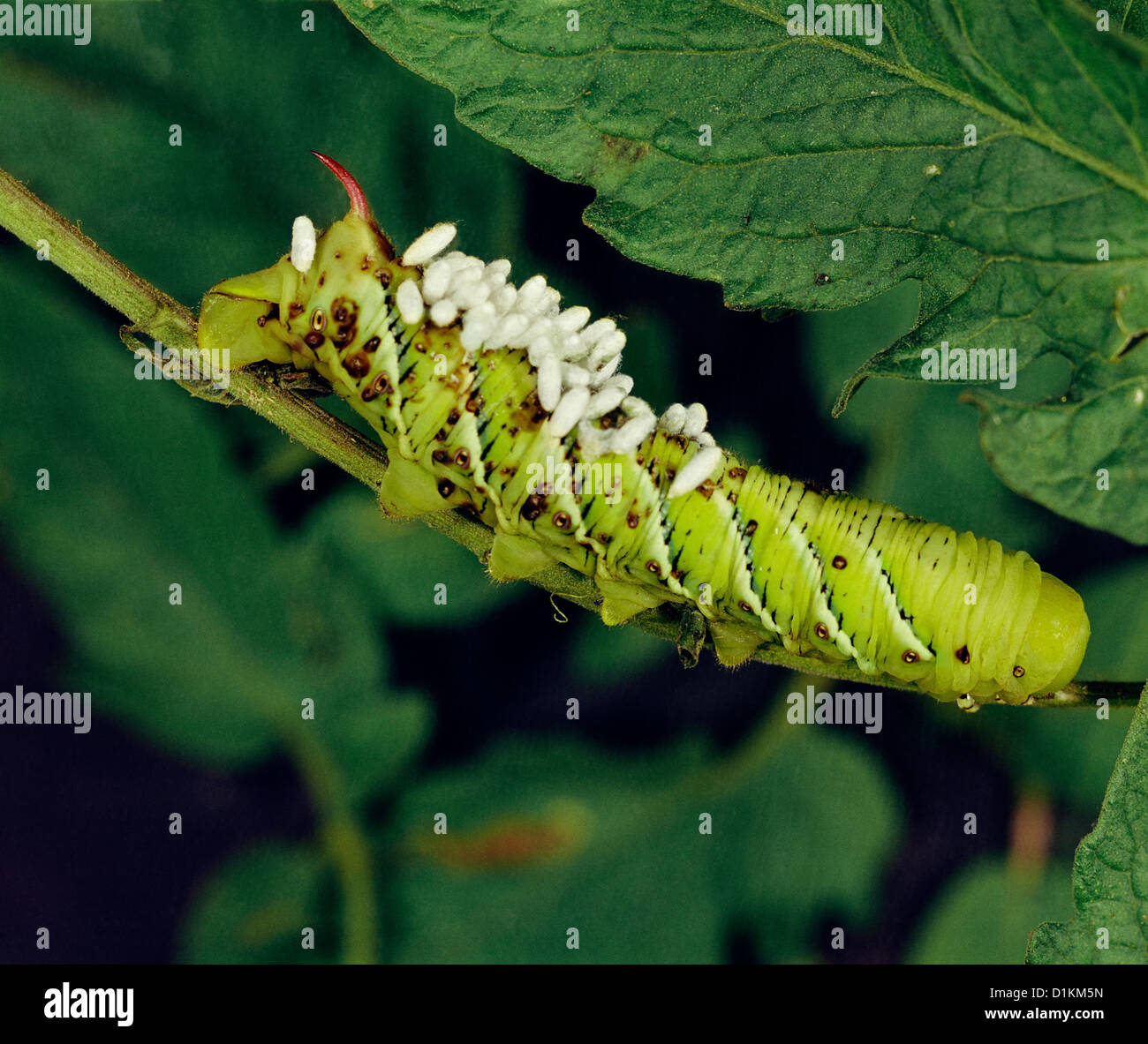 TOBACCO HORNWORM LARVA (MANDUCA SEXTA) PARASITIZED BY BRACONID WASP