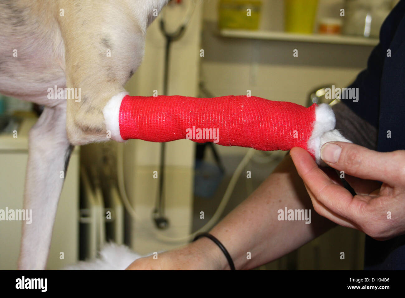 Dog leg bandage hires stock photography and images Alamy
