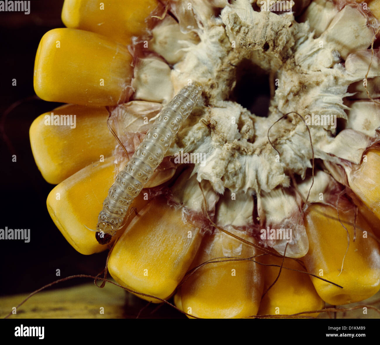 EUROPEAN CORN BORER (OSTRINIA NUBILALIS; PYRAUSTA NUBILALIS) LARVA