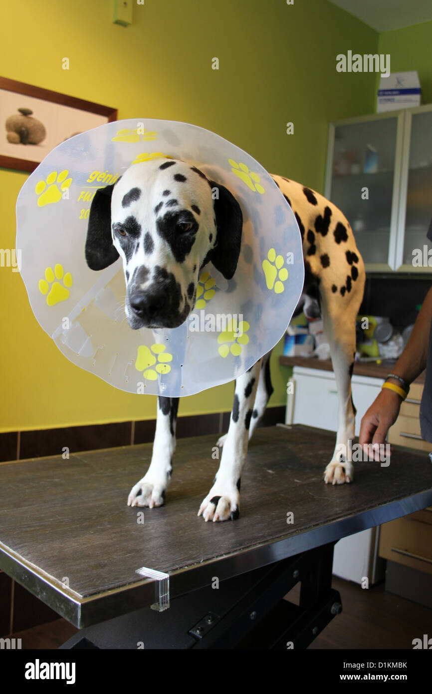 Dog cone hires stock photography and images Alamy