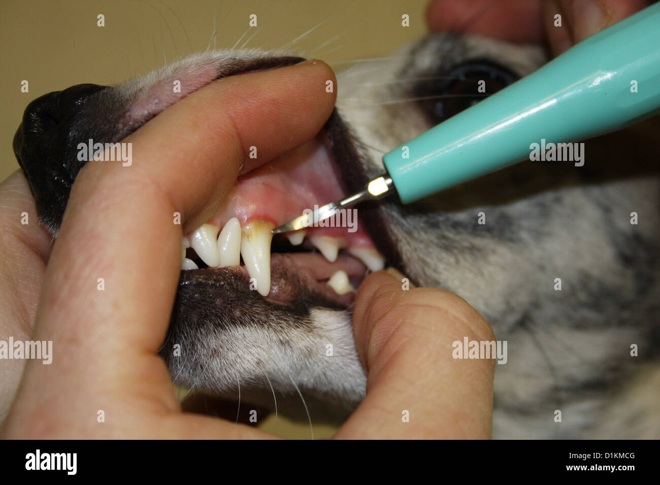 Dog decalcify the teeth of a dog whippet descale dental hygiene Stock