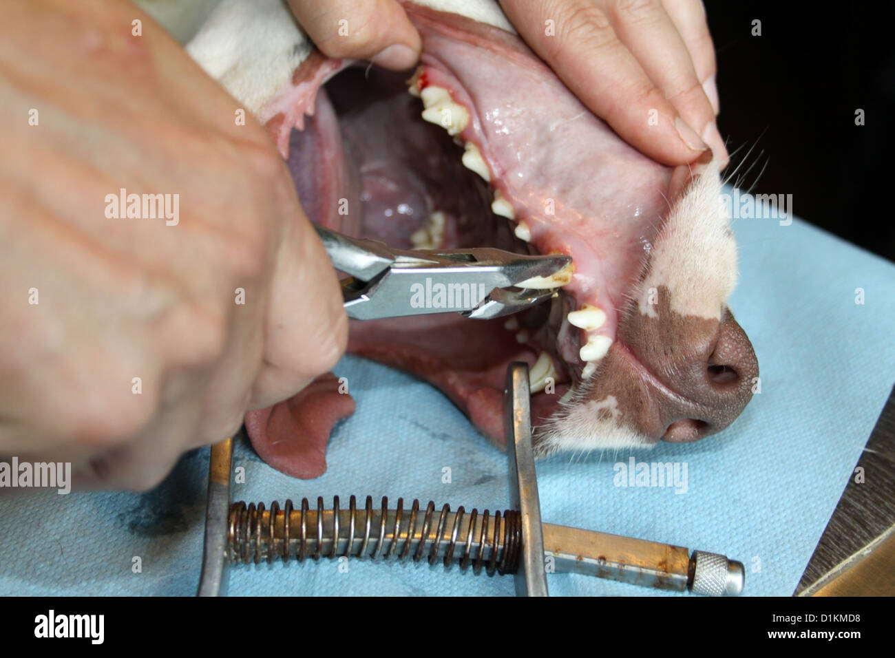 Dog decalcify the teeth of a dog descale dental hygiene Stock Photo Alamy