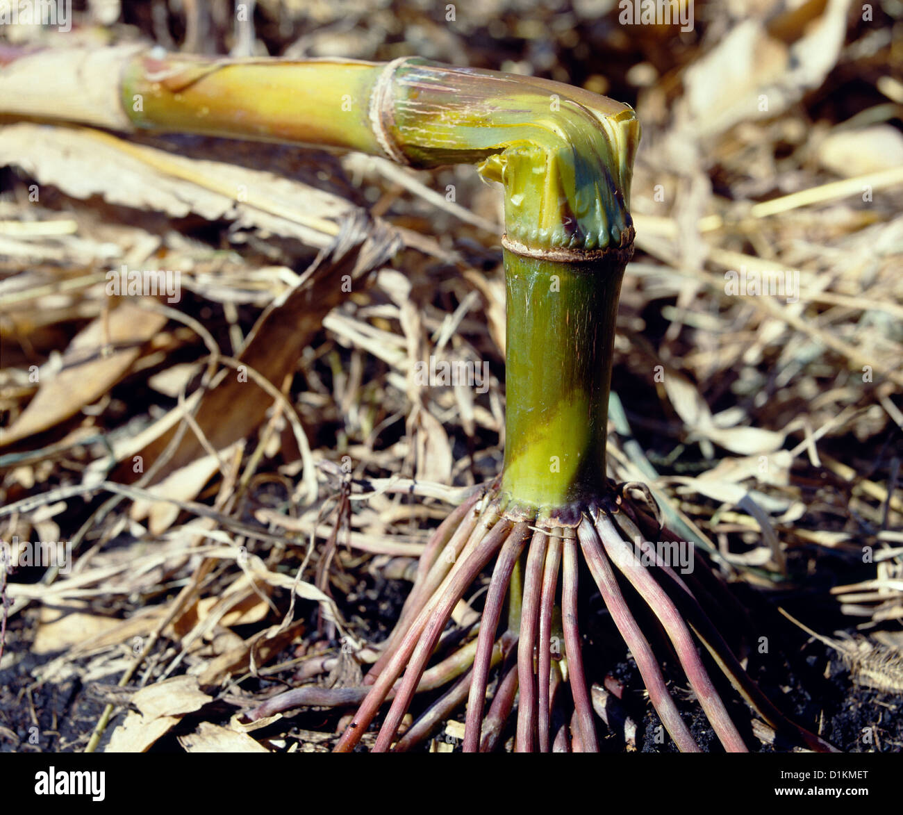 EUROPEAN CORN BORER DAMAGE (OSTRINIA NUBILALIS; PYRAUSTA NUBILALIS