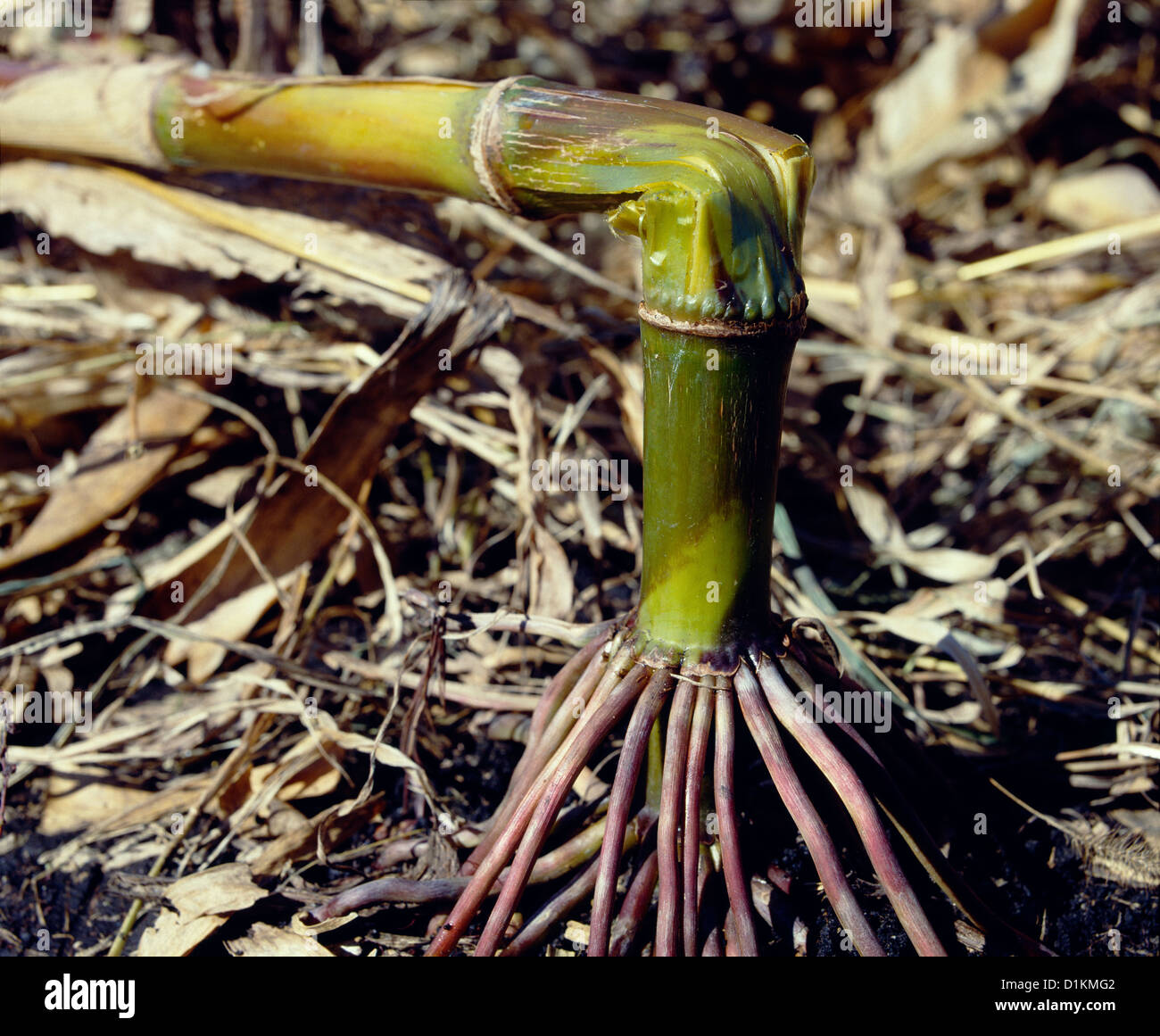 EUROPEAN CORN BORER DAMAGE (OSTRINIA NUBILALIS; PYRAUSTA NUBILALIS