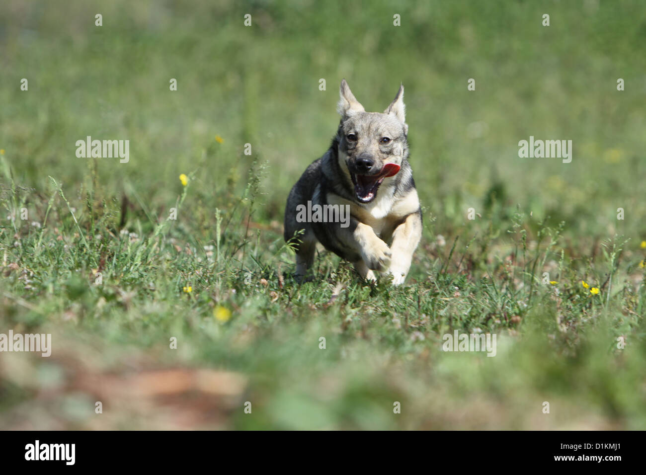 Dog Swedish Vallhund vastgotaspets puppy running Stock Photo - Alamy